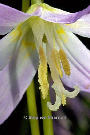 erythronium revolutum 2 graphic